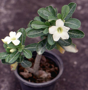 Adenium an exotic tropical house plant flower from hawaii