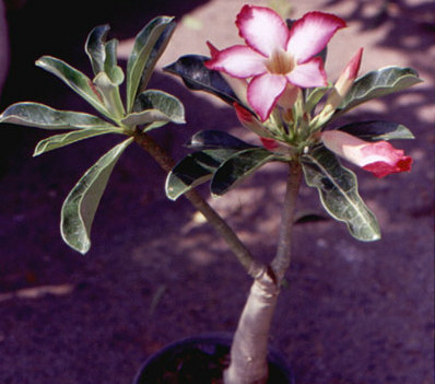 Adenium an exotic tropical house plant flower from hawaii