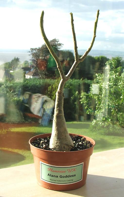Adenium an exotic tropical house plant flower from hawaii