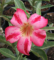 Adenium an exotic tropical house plant flower from hawaii