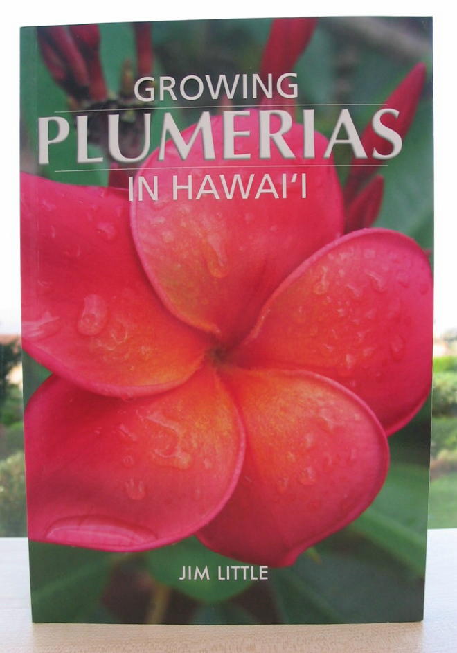 Plumeria an exotic tropical house plant flower from hawaii