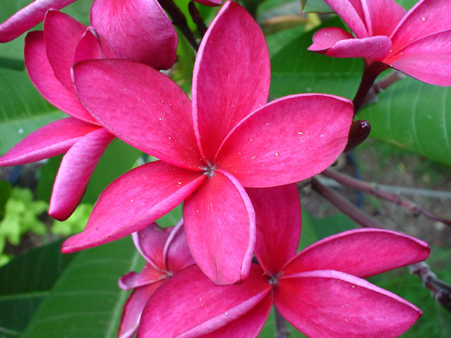 Plumeria an exotic tropical house plant flower from hawaii