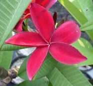 Plumeria an exotic tropical house plant flower from hawaii