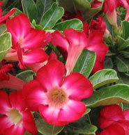 Adenium an exotic tropical house plant flower from hawaii
