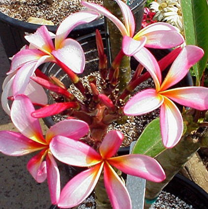 Plumeria an exotic tropical house plant flower from hawaii