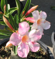 Adenium an exotic tropical house plant flower from hawaii