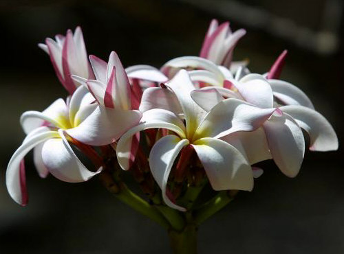 Plumeria an exotic tropical house plant flower from hawaii
