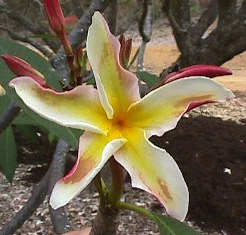 Plumeria an exotic tropical house plant flower from hawaii