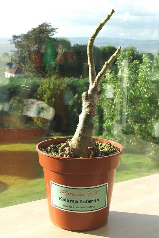 Adenium an exotic tropical house plant flower from hawaii