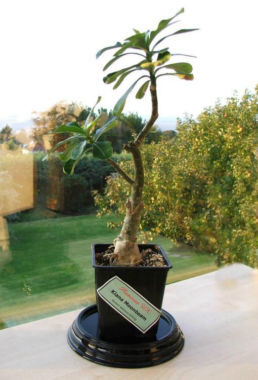 Adenium an exotic tropical house plant flower from hawaii