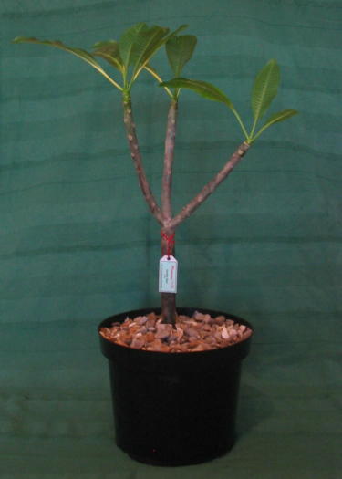 Plumeria an exotic tropical house plant flower from hawaii