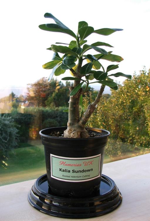 Adenium an exotic tropical house plant flower from hawaii