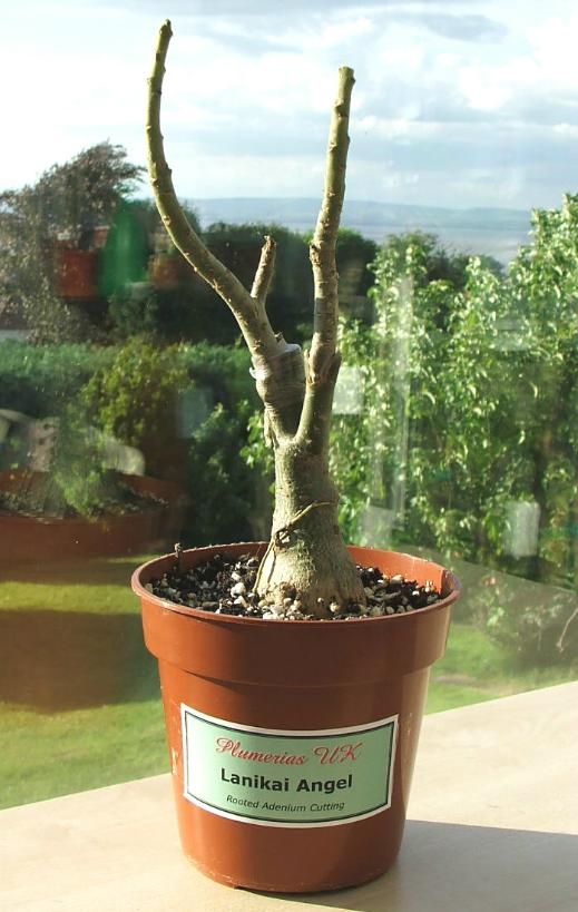 Adenium an exotic tropical house plant flower from hawaii