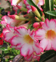 Adenium an exotic tropical house plant flower from hawaii