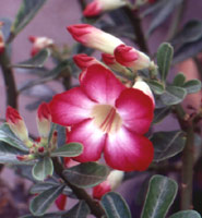 Adenium an exotic tropical house plant flower from hawaii