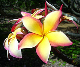 Plumerias remind so many of fantastic times and places