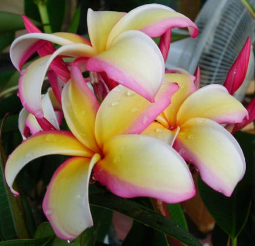 Plumeria an exotic tropical house plant flower from hawaii