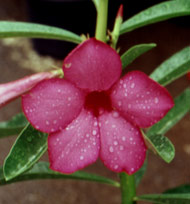 Adenium an exotic tropical house plant flower from hawaii