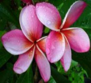 Plumeria an exotic tropical house plant flower from hawaii