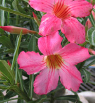 Adenium an exotic tropical house plant flower from hawaii