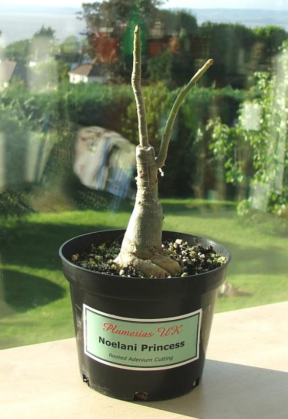 Adenium an exotic tropical house plant flower from hawaii