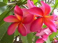 Plumeria an exotic tropical house plant flower from hawaii