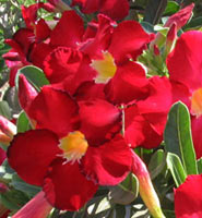 Adenium an exotic tropical house plant flower from hawaii