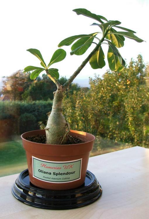 Adenium an exotic tropical house plant flower from hawaii