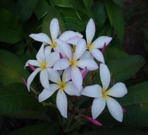 Yes, with our help you can grow your own Plumeria