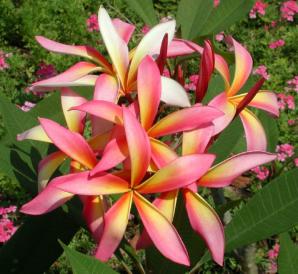 Plumeria an exotic tropical house plant flower from hawaii