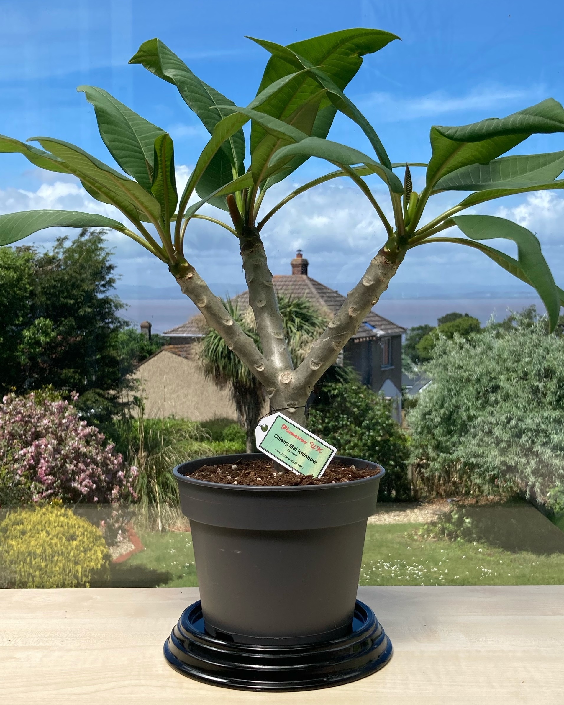 Plumeria an exotic tropical house plant flower from the Far East