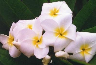 Plumeria seedlings make wonderful gifts suitable for everyone
