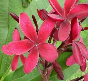 Plumeria an exotic tropical house plant flower from hawaii