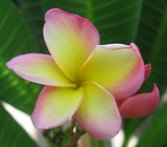 Plumeria an exotic tropical house plant flower from hawaii