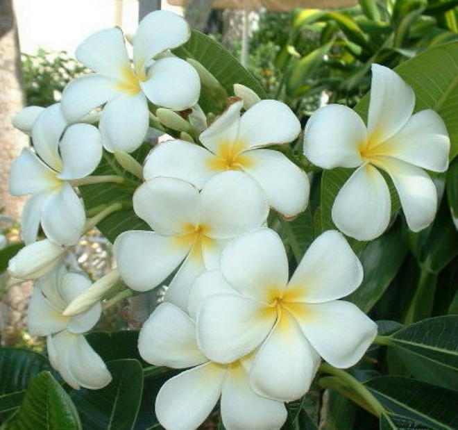 Plumeria an exotic tropical house plant flower from hawaii
