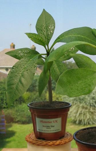Plumeria an exotic tropical house plant flower from hawaii