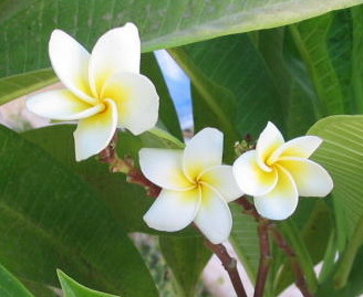 Plumeria an exotic tropical house plant flower from hawaii