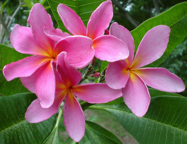 Plumeria UK exotic tropical flowers and plants from Hawaii